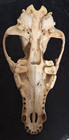Real Coyote Skull Top Missing Teeth Weird Odd Goth Witchy Art