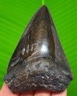 Megalodon Shark Tooth - Real Fossil 3 01 Inches - Shark Teeth No Restorations