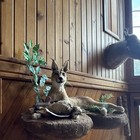 Full Mount African Caracal