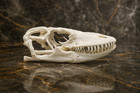 Komodo Dragon Skull Replica - Museum-quality Varanus Cast 1 1