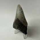 Megalodon Shark Tooth 3 30 Inch - Unique - Natural Fossil - Real Teeth 20253