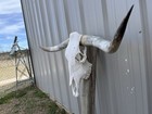 Longhorn Steer Skull 4 Feet 6 1 2 Inches Wide Horns Bull Horn Mounted Cow Head