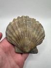 Rare Complete Fossil Chesapecten Shell  Both Halves  All Natural  Fossil Shell 
