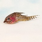 Fresh Water Catfish Fish Specimen Taxidermy Oddity Collectible Education Craft