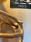 Whitetail Deer Antler On A Mountain Mike Reproduction Skull For Sale
