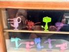 Cereal Premium Kellogg s Toolie Tooly Birds Full Set  x16  Australia W  Display