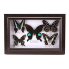 Pretty Butterfly Specimen Photoframe Artwork Home Decoration Teaching Collection