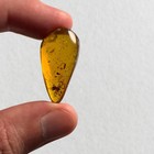 Spider In Burmese Amber   Burmite Amber Fossil   100  Genuine Amber