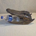 Vintage Real Alligator Head Taxidermy Curio Skull Teeth Display  002