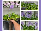 Water Hyacinth Live Freshwater Floating Plant Aquatic Water Flowering Plants