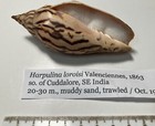 Harpulina Loroisi  Tiger Volute   Collected In India  Good Shape  88mm