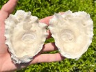 Florida Fossil Bivalve Big 4 04    Pliocene Age Oyster Shell