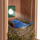 Bluebird Bird House With Camera metal Roof 1080p Birdhouse For Outside