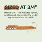 Medium Mealworms - 500 Count   Live Feeder Worms