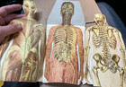 1930s Male Female Anatomical Model Medical Reference Paper Fold Out Flip Up 12  