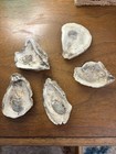Pennsylvania Oyster Fossils