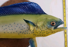 Vintage Taxidermy Mahi Dorado Fish Rare Caught In The Gulf Of Mexico In The 70s 