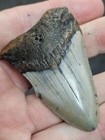 2 1 2  Authentic Prehistoric Megalodon  Fossil Shark Tooth Teeth Free Shipping 