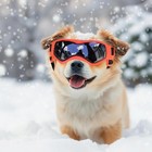 Dog Goggles Uv Protection Sunglasses Adjustable Small Medium Pet Eyewear Usa