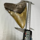 Massive Colorful Complete 6 30  Fossil Megalodon Shark Tooth - Usa