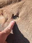 Elk Hide Rug 62x62 Good Condition
