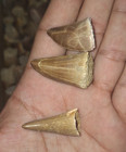 100 Pieces Mosasaur Teeth Fossils From Various Species Dinosaur Tooth Reptile