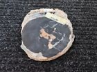 Blue Forest Wy Petrified Palmwood Slab Full Round Polished