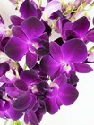 Fresh Dendrobium Purple Cut Orchids From Nursery  with Assorted Vase   Rocks   