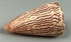 Conus Princeps 54 6mm Large Rare Striped Cone Shell Tenacatita Mexico F   