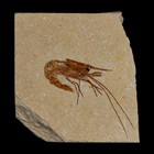 1 8  Fossil Shrimp Carpopenaeus Cretaceous Age 100 Mil Yrs Old Lebanon Coa
