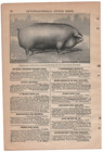 Hog Duroc Jersey Pig International Stock Food  Early 1900s Antique Print Ad