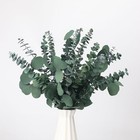 Pcs Preserved Dried Eucalyptus Stems   Silver Dollar Leaves Bundle  25 Green
