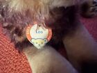 Vintage Steiff Leo Lionplush 1956 Mohair 12 -14  50s 60s Chest Tag Not A Replica