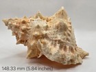 Bursidae Tutufa Bufo - Red-ringed red-mouth Frog Shell - 148mm   5 8 In - Nice