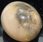 Large Shark Eye Moon Snail Sea Shell Beach House Decor Crafts Clear Coated