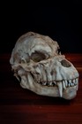 Werewolf Skull - Life Sized - Super Detailed -high Quality - Free Shipping