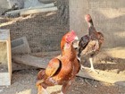 6 Assorted Original Hatching Eggs Purebred Rare Breed