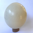 Blown Out Ostrich Egg Shell 14cm Tall Painting  Craft  Decor  Carving  Easter