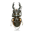 Beetle  Insect -h7172  Lucanidae  Odontolabis Paulei -rare  Huge 72 4mm  Laos
