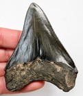 Megalodon Shark Tooth  Real Fossil - 3 45    South Carolina  Usa River Find
