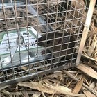 Cage Trap Live Humane For Squirrel Chipmunk Rat Mice Rodent Animal Catcher