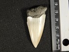 Long Ancestral Great White Shark Tooth Fossil 100  Natural South Carolina 12 6gr