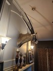 Mounted African Gemsbok Head And Antlers