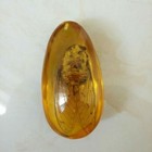 Beautiful Amber Cabrite Fossil Insects Manual Polishing