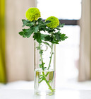 Short Cylinder Wall Planter 2 Pack  Clear Glass Hydroponic Tubes   Borosilicate