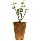 Kiss Me Kate Climbing Rose 1 5 Gallon Potted Very Fragrant Double Pink Own-root