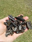 32 Amazing Gem Quality Deer Teeth And Jaws Florida Ice Age Fossil Tooth 
