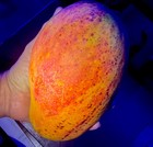 Mango      Best Tasting Mango On Earth