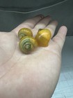 5 Pack Golden Mystery Snails Live Aquarium Freshwater Snails