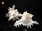 One Pacific Murex Ramosus Shells  ram s Murex  5    Aquarium Beach Crafts Decor